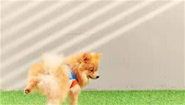 狗狗的10种行为解读，当你进入狗狗的内心世界
