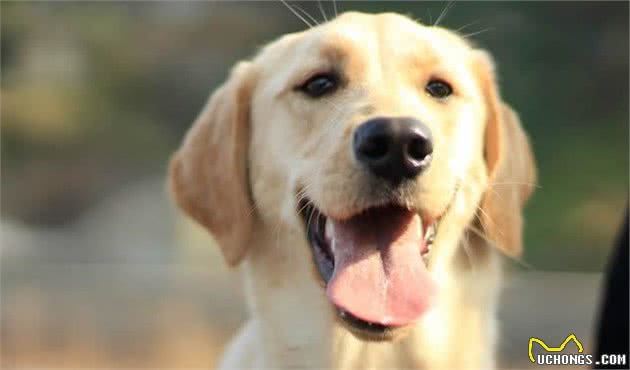 「图说世界」有哪些是最值得养的中型犬呢？世界十大中型犬排名！