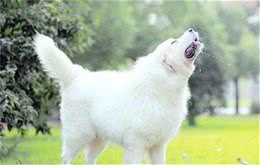 大白熊犬多少钱一只