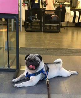 如何正确饲养巴哥犬？