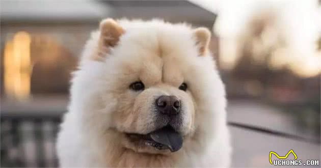 会退色的松狮犬？快来看是不是真的！