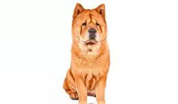 会退色的松狮犬？快来看是不是真的！