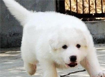 大白熊犬食量需要豫备足够多的食物