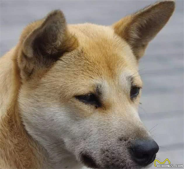 10种常见狗的危险指数，请别随便说“我家的狗狗不咬人”