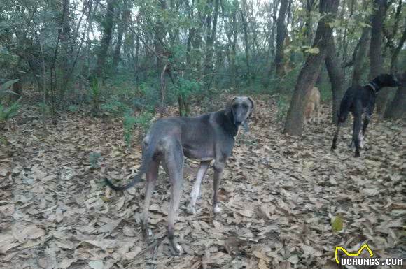 结合历史知识趣谈我国细犬起源，西亚土豪至今还用它们实战抓羚羊