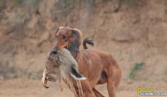 结合历史知识趣谈我国细犬起源，西亚土豪至今还用它们实战抓羚羊