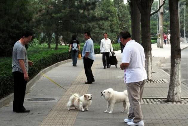 对不文明养犬行为说不!湖州启动新一轮犬类规范管理工作