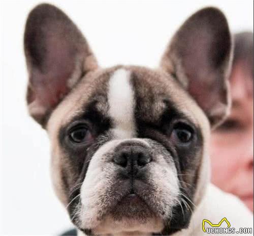 法国斗牛犬存在的五个缺陷，饲养之前一定得了解，防止养了后悔