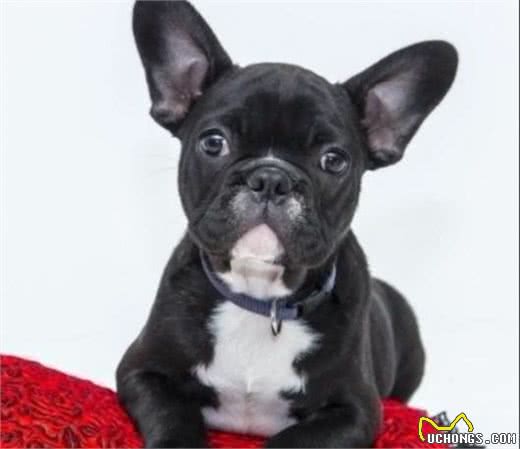 法国斗牛犬存在的五个缺陷，饲养之前一定得了解，防止养了后悔