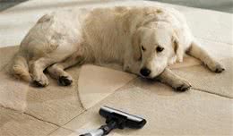 让家中狗狗不再胆怯，训犬师教你面对着五种场景，帮它获得安全感