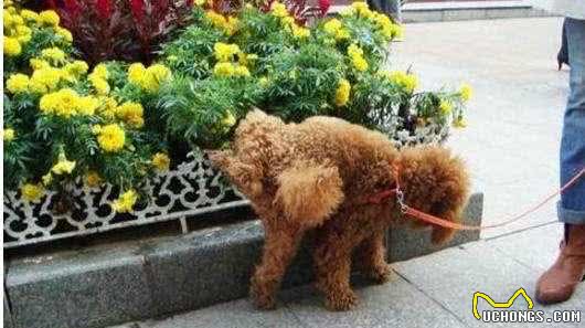 萌大力教你怎样养好泰迪犬