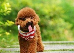 萌大力教你怎样养好泰迪犬
