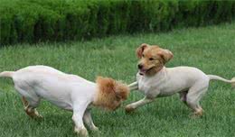 解密狗狗的五种肢体语言，这么多年，我们都了解错了