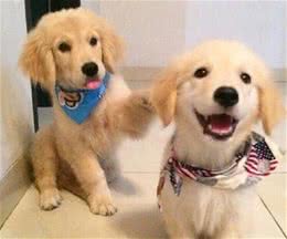 金毛犬饲养有讲究，背后藏有饲养“误区”，你中了几个？