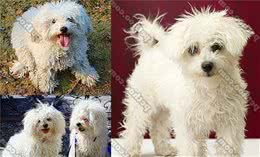 说起比熊犬你可能只知道卷毛比熊犬，但其实它还有几个兄弟