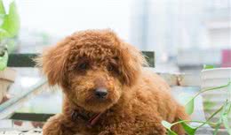 狗狗基本训口令