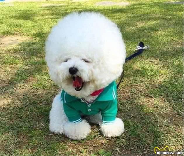 “比熊犬”成犬的标准体重是多少？