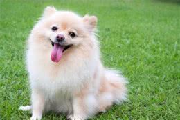 一起来了解纯种狗和串串狗，更喜欢哪一个？