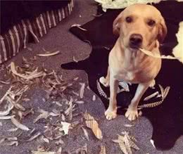 狗狗犯错后该怎么惩罚，这几种方法最有效，你试过吗？