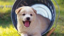 母狗产后怎么补钙？幼犬需要补钙吗？