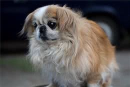 狗狗会因为鞭炮声害怕，还会因为什么害怕