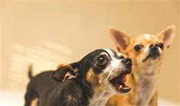 不要再叫了！狗狗乱吠，为什么你的训练总没效？少了这些关键点