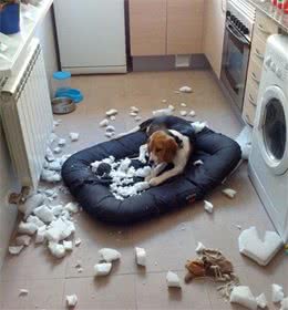 又拆家了？教你简简单单根除狗狗的分离烦躁症