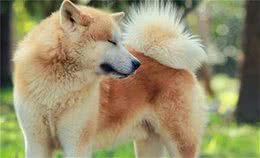 日本的秋田犬能够打得过土佐犬吗？到底其战斗力如何？