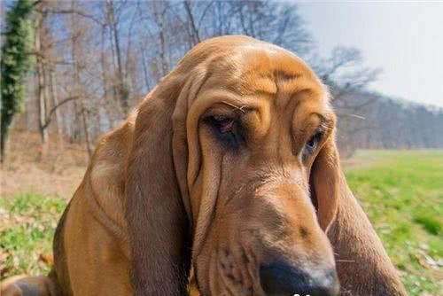 寻血猎犬跑的快吗寻血猎犬速度较军犬慢点