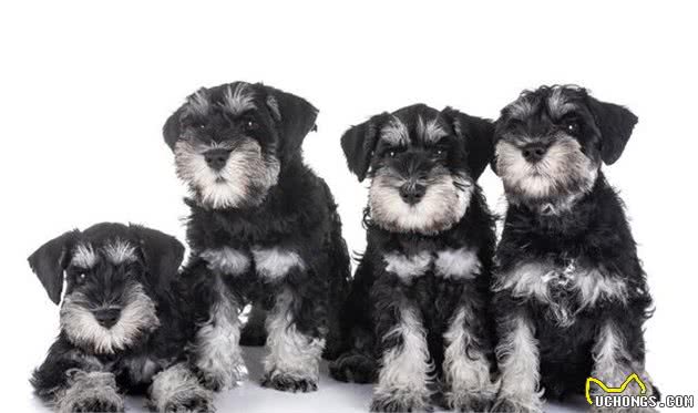 犬中的长胡子—雪纳瑞犬