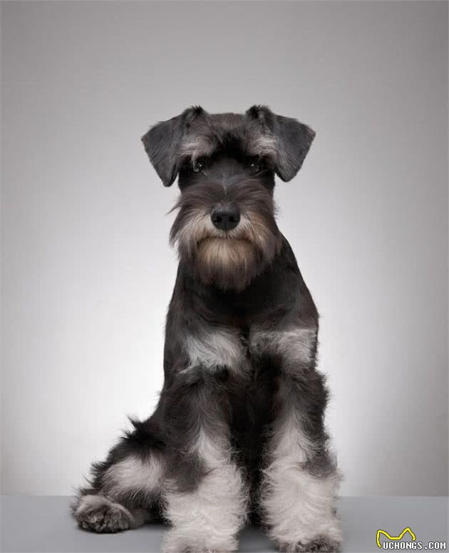 犬中的长胡子—雪纳瑞犬
