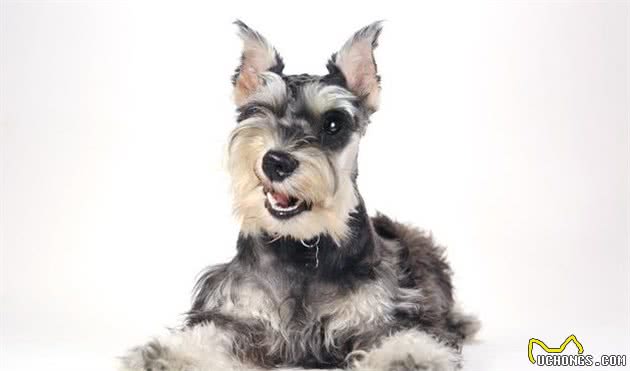 犬中的长胡子—雪纳瑞犬