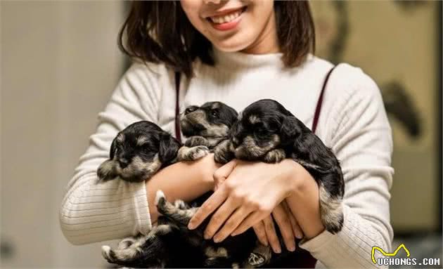 犬中的长胡子—雪纳瑞犬