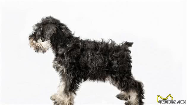 犬中的长胡子—雪纳瑞犬