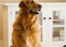 告诉你怎样挑选健康可爱的金毛犬
