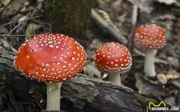 你怎么知道狗便便不能吃？对于食物的选择，我们的准则来自何处？