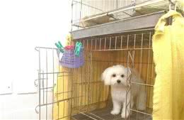 狗狗笼内训练，让它在笼子不再分离烦躁，按这4个步骤训练