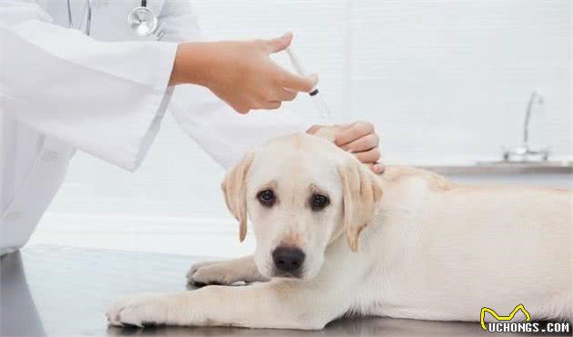 犬肺水肿，狗狗呼吸困难是基本症状，为防止猝死请及时去看兽医吧