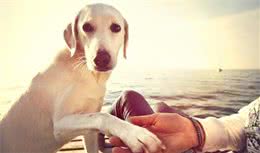 狗狗的微表情很丰富，如何解读你知道吗？