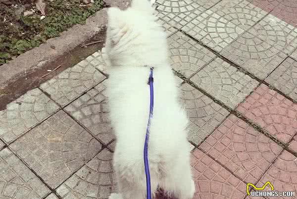 用这方法训练宠物犬，狗狗再也不会撒手没！狗狗跑走时绝对别这样