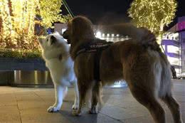 用这方法训练宠物犬，狗狗再也不会撒手没！狗狗跑走时绝对别这样