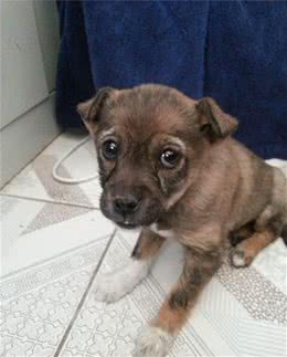 用好这样几招，让狗狗释放孤独，远离分离烦躁症