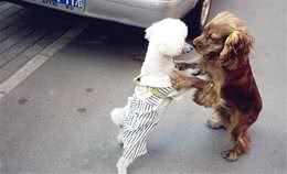 你家狗狗会站立行走吗