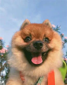 铲屎官速成大法（幼犬期）