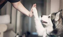 犬细小病毒发病前有这些细微症状，能尽早辨认出来，救狗一命！