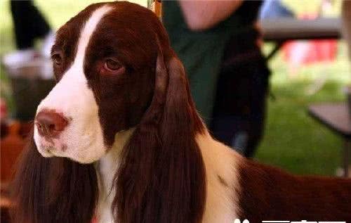史宾格犬好训练吗如何训练英国史宾格犬