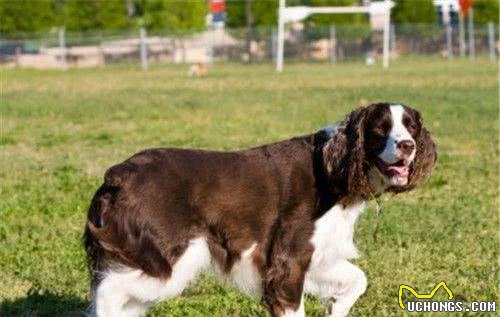 史宾格犬好训练吗如何训练英国史宾格犬