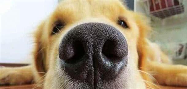 狗狗便便“又臭又软”怎么回事呀呀？引起的原因有5个