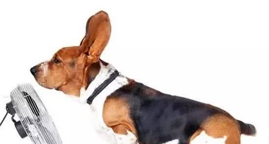 宠知识|犬中暑的急救措施!