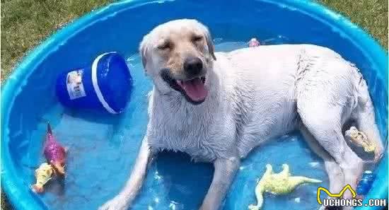 宠知识|犬中暑的急救措施!
